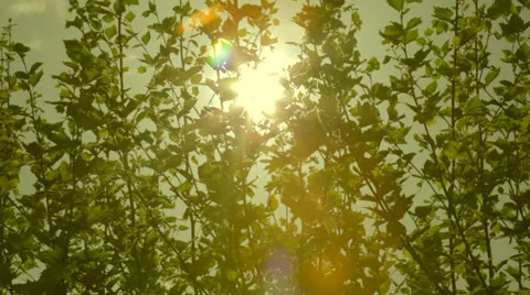 Vintage leaves of a tree in sunlight Stock Footage 24463690