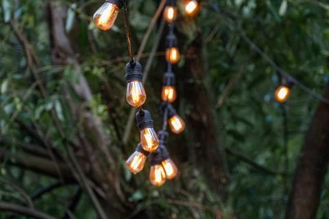 Vintage light bulbs on tree structure, clear glass casing, filament inside, w Stock Photos