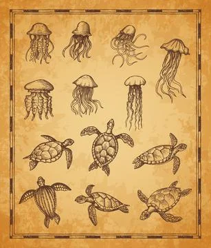 Vintage map elements, jellyfish, turtle sketches 库存插图