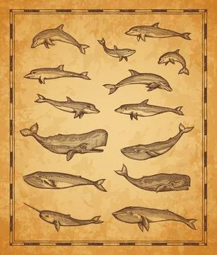 Vintage map elements, whale and sperm whale fishes Stock Illustration