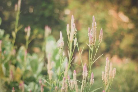 Vintage meadow background Stock Photos
