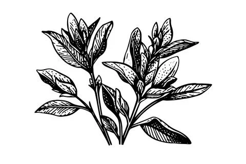 Vintage Mint Leaf Vector Sketch: Botanical Illustration of Peppermint and Stock Illustration