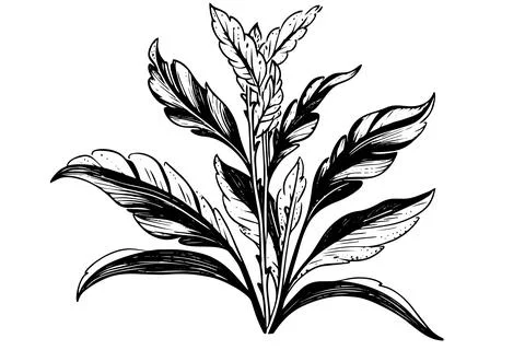 Vintage Mint Leaf Vector Sketch: Botanical Illustration of Peppermint and 스톡 일러스트