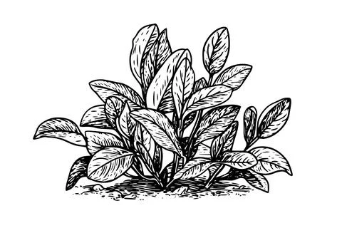 Vintage Mint Leaf Vector Sketch: Botanical Illustration of Peppermint and Stock Illustration