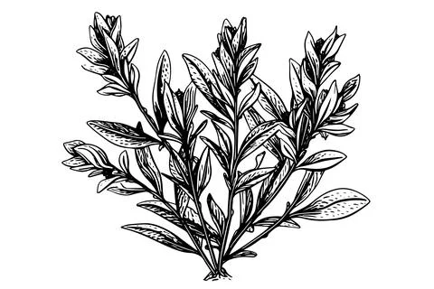 Vintage Mint Leaf Vector Sketch: Botanical Illustration of Peppermint and Stock Illustration