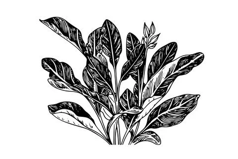 Vintage Mint Leaf Vector Sketch: Botanical Illustration of Peppermint and Stock Illustration