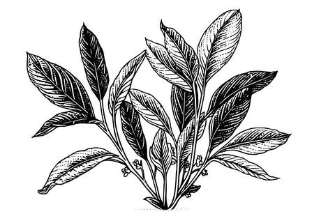 Vintage Mint Leaf Vector Sketch: Botanical Illustration of Peppermint and Stock Illustration