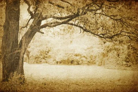 Vintage oak tree 스톡 일러스트