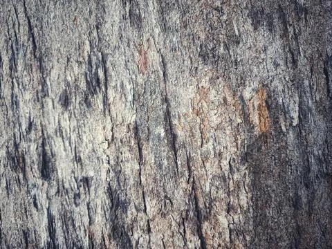 Vintage old bark pattern There is space for the abstract of the text. Stock Photos