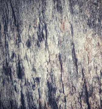 Vintage old bark pattern There is space for the abstract of the text. Stock Photos