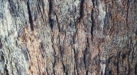 Vintage old bark pattern There is space for the abstract of the text. Stock Photos