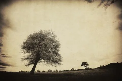 Vintage old tree 스톡 사진