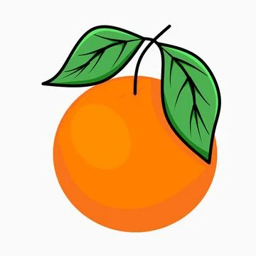 Vintage orange fruit, on white background. Healthy food vector  Stock Illustration