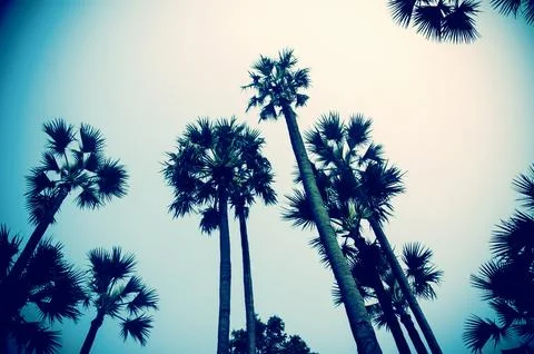 Vintage palm trees Foto stock