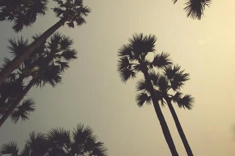 Vintage palm trees Foto stock