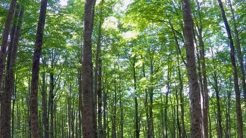 Vintage Pan Through The Forest Stock Footage 127685206