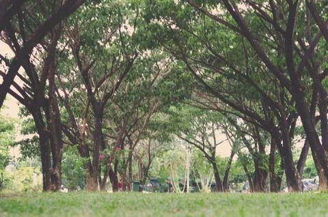 Vintage Park trees Stock Photos