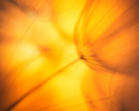 Vintage Pastel Copper abstract dandelion flower background 写真素材