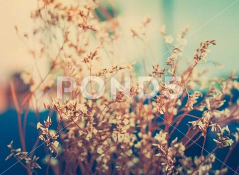 Vintage photo of wild flowers in sunset Stock Photos
