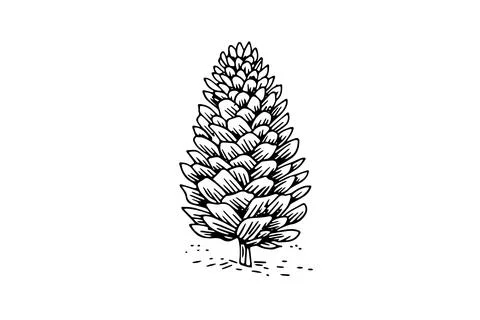 Vintage Pine Cone Vector: Hand-Drawn Illustration of Christmas Tree Decor. Stock Illustration
