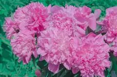 Pink a peony on lace Stock Image ~ Royalty Free #53021511 Pink a peony on lace Stock Image ~ Royalty Free #53021511