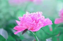 Pink a peony on lace Stock Image ~ Royalty Free #53021511 Pink a peony on lace Stock Image ~ Royalty Free #53021511