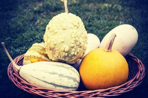 Vintage pumpkins in the basket Stock Photos