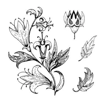 Vintage retro floral elements. Vector illustration. Illustrazione stock