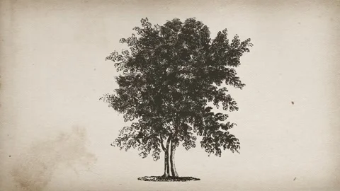 Vintage Retro Ink Drawn Tree On Old Paper Textured Background Stock Footage 344877477