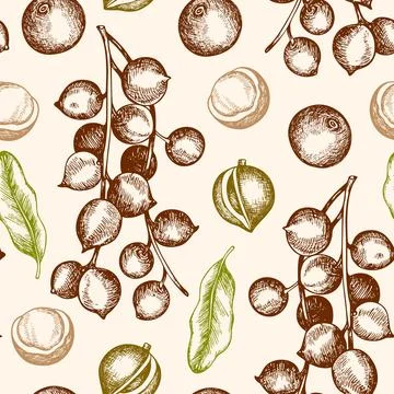 Vintage seamless pattern with macadamia nuts. Stock Illustration
