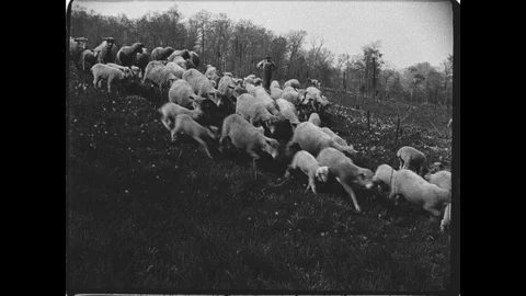 Vintage Sheep Stock Footage 129049187
