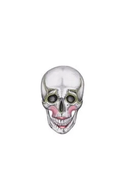Vintage skull with makeup Stock Illustration