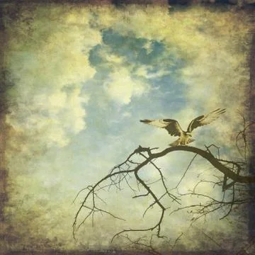 Vintage sky with rapacious on branches Stock Illustration