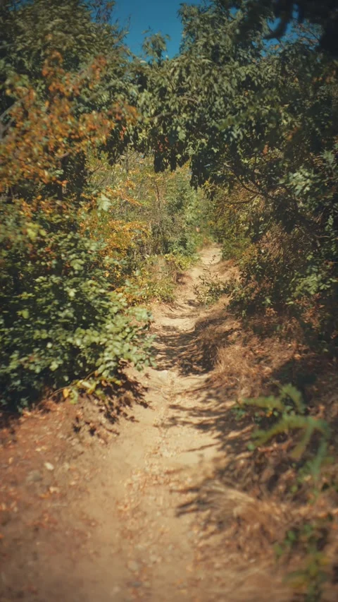 Vintage smooth motion tracking along a dirt path through a sunlit green forest Stock Footage 342589300