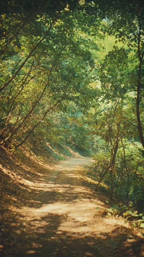 Vintage smooth motion tracking along a dirt path through a sunlit green forest Stock Footage 342589585