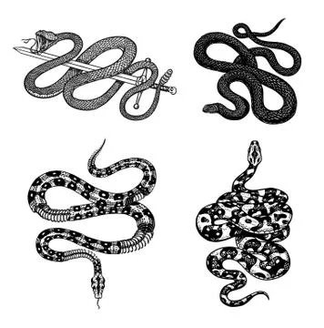 Vintage snake set. Royal python, milk reptile with sword, Venomous Cobra Stock Illustration