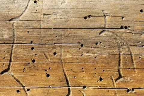 Vintage solid wood texture background close-up for design Foto stock