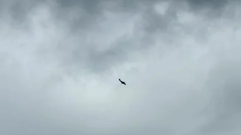 Vintage Spitfire Warbird Flying Through Overcast Sky in Gold Coast Stock Footage 345111382