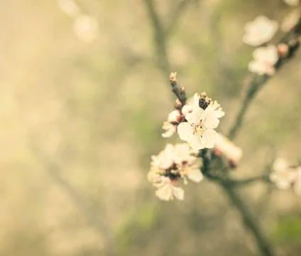 Vintage spring  flowers. Stock Photos