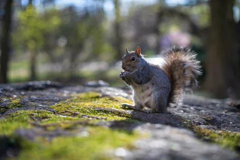 Vintage Spring Squirrel Stock Photos