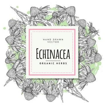 Vintage square frame template with hand drawn echinacea. Stock Illustration