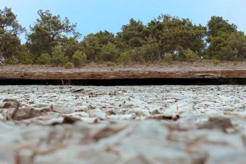 Vintage stone board empty table in blur front of coniferous forest on backgro Stock Photos