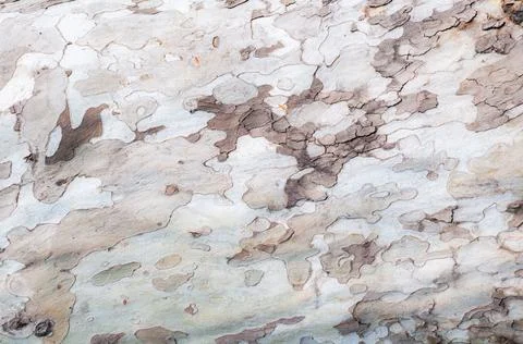 Vintage tree bark background close-up, rough textured log surface, beautiful  Stock Photos