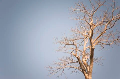 Vintage tree branches textured and background Stock Illustration