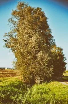 Vintage tree germany background wind storm nature Foto stock