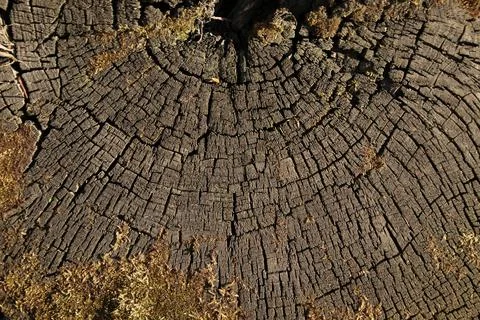 Vintage tree stump texture background. Old stump Stock Photos