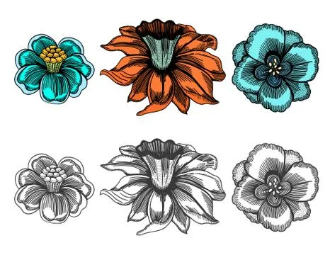 Vintage vector flowers Illustrazione stock