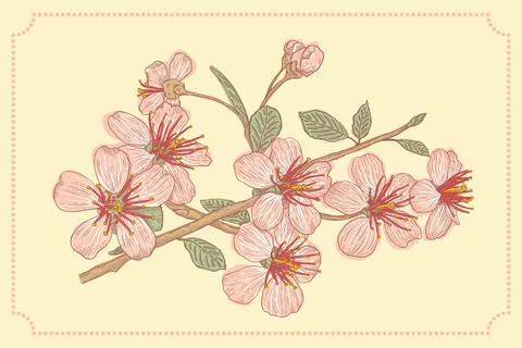 Vintage vector illustration flowers of the cherry blossoms on isolated back.. Illustrazione stock
