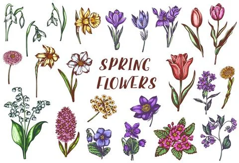 Vintage vector spring flowers. Stock Illustration