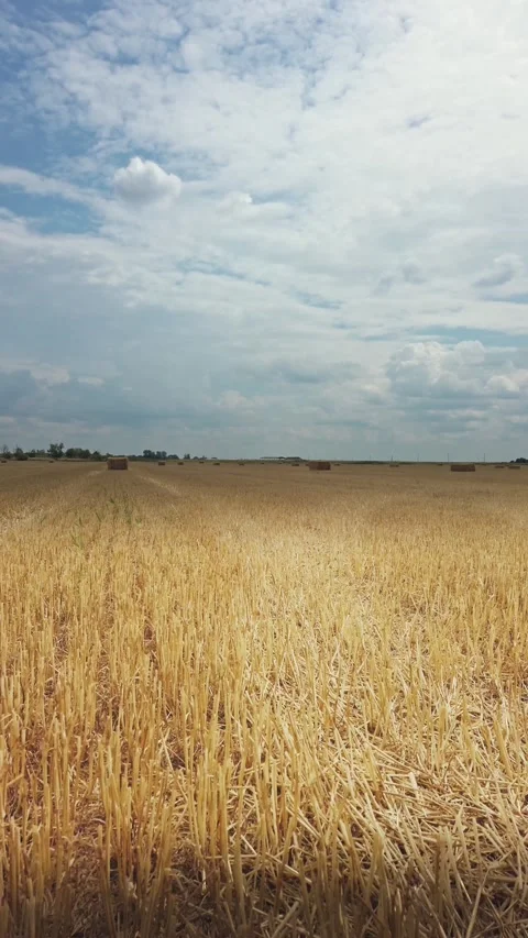 Vintage vertical view of square straw bales in a harvested golden wheat field Stock Footage 341491974